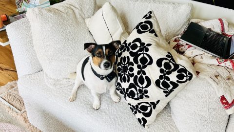Cute black, white, and brown Jack Russell terrier on a white cozy chair in a cozy sunroom
